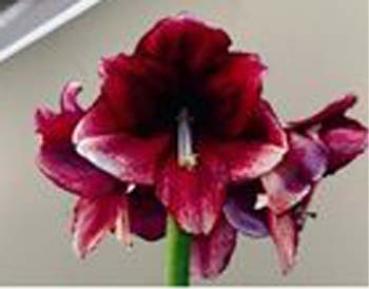 Amaryllis (ga) DAPHNE